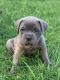 Cane Corso Puppies for sale in 14902 Lackland Pl, Denver, CO 80239, USA. price: $2,500