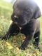 Cane Corso Puppies for sale in Leipsic, OH 45856, USA. price: NA