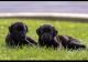 Cane Corso Puppies for sale in Pittsburgh, PA, USA. price: $950