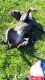 Cane Corso Puppies for sale in Burlington, VT, USA. price: $950