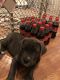Cane Corso Puppies for sale in Chesapeake, VA, USA. price: $800