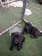 Cane Corso Puppies for sale in Englewood, CO, USA. price: NA
