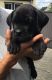 Cane Corso Puppies for sale in Montgomery, NY 12549, USA. price: $500