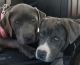 Cane Corso Puppies for sale in 197 Hillside Ave, Newark, NJ 07108, USA. price: NA