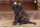 Cane Corso Puppies for sale in Tucson, AZ, USA. price: $800