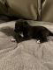Cane Corso Puppies for sale in Post Falls, ID 83854, USA. price: $200
