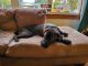 Cane Corso Puppies for sale in 100 Cornwall Cir SE, Poplar Grove, IL 61065, USA. price: NA