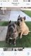 Cane Corso Puppies for sale in Riverside-San Bernardino-Ontario, CA, CA, USA. price: NA