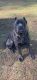 Cane Corso Puppies for sale in Cleveland, TN, USA. price: NA