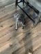 Cane Corso Puppies for sale in Destin, FL 32541, USA. price: NA