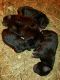 Cane Corso Puppies for sale in Fairy Stone Park Rd, Blue Ridge, VA 24088, USA. price: NA