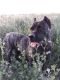 Cane Corso Puppies for sale in Aztec, NM, USA. price: $1,500