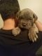 Cane Corso Puppies for sale in Bethlehem Township, PA, USA. price: NA