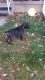 Cane Corso Puppies for sale in Gary, IN, USA. price: $1,500
