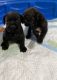 Cane Corso Puppies for sale in Orlando, FL, USA. price: $650