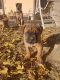 Cane Corso Puppies for sale in Hesperia, CA, USA. price: NA