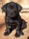 Cane Corso Puppies for sale in Woodstock, GA, USA. price: NA