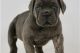 Cane Corso Puppies for sale in Sylmar, Los Angeles, CA, USA. price: NA