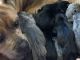 Cane Corso Puppies for sale in Belle Chasse, LA, USA. price: $1,800
