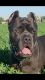 Cane Corso Puppies for sale in Aztec, NM, USA. price: NA