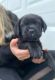 Cane Corso Puppies for sale in Clarksville, TN, USA. price: NA