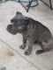 Cane Corso Puppies for sale in Humble, TX, USA. price: NA