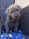Cane Corso Puppies for sale in Henderson, NV, USA. price: NA