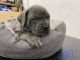 Cane Corso Puppies for sale in Valley Glen, CA 91401, USA. price: NA