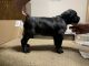 Cane Corso Puppies for sale in Struthers, OH, USA. price: NA