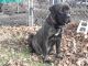 Cane Corso Puppies for sale in Mahoning County, OH, USA. price: NA
