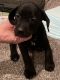 Cane Corso Puppies for sale in Livingston, TX 77351, USA. price: $1,400