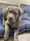 Cane Corso Puppies for sale in Justice, IL, USA. price: $1,500