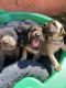 Cane Corso Puppies for sale in Clearwater, FL, USA. price: NA