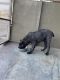 Cane Corso Puppies for sale in Acton, CA 93510, USA. price: $1,500