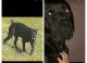 Cane Corso Puppies for sale in Newburgh, NY 12550, USA. price: $2,500