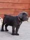 Cane Corso Puppies for sale in Livingston, CA 95334, USA. price: $2,500