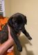 Cane Corso Puppies for sale in Holiday, FL, USA. price: NA