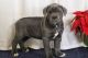 Cane Corso Puppies for sale in Great Falls, SC 29055, USA. price: $800