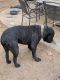 Cane Corso Puppies for sale in Douglasville, GA, USA. price: NA