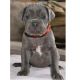 Cane Corso Puppies for sale in Texas, Cockeysville, MD 21030, USA. price: NA