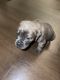 Cane Corso Puppies for sale in Fort Campbell, KY, USA. price: NA