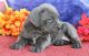 Cane Corso Puppies for sale in California City, CA, USA. price: $850