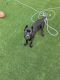 Cane Corso Puppies for sale in Las Vegas, NV, USA. price: $2,000