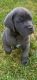 Cane Corso Puppies for sale in Glenn Dale, MD, USA. price: NA