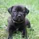Cane Corso Puppies for sale in Woodstock, GA, USA. price: NA