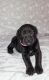Cane Corso Puppies for sale in Newburgh, NY 12550, USA. price: $2,500