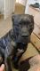 Cane Corso Puppies for sale in Monmouth, OR, USA. price: NA