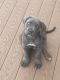 Cane Corso Puppies for sale in Baltimore, MD, USA. price: $2,000