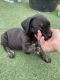 Cane Corso Puppies for sale in 1190 W Oxford Ave, Englewood, CO 80110, USA. price: NA
