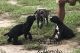 Cane Corso Puppies for sale in Daytona Beach, FL, USA. price: $2,500